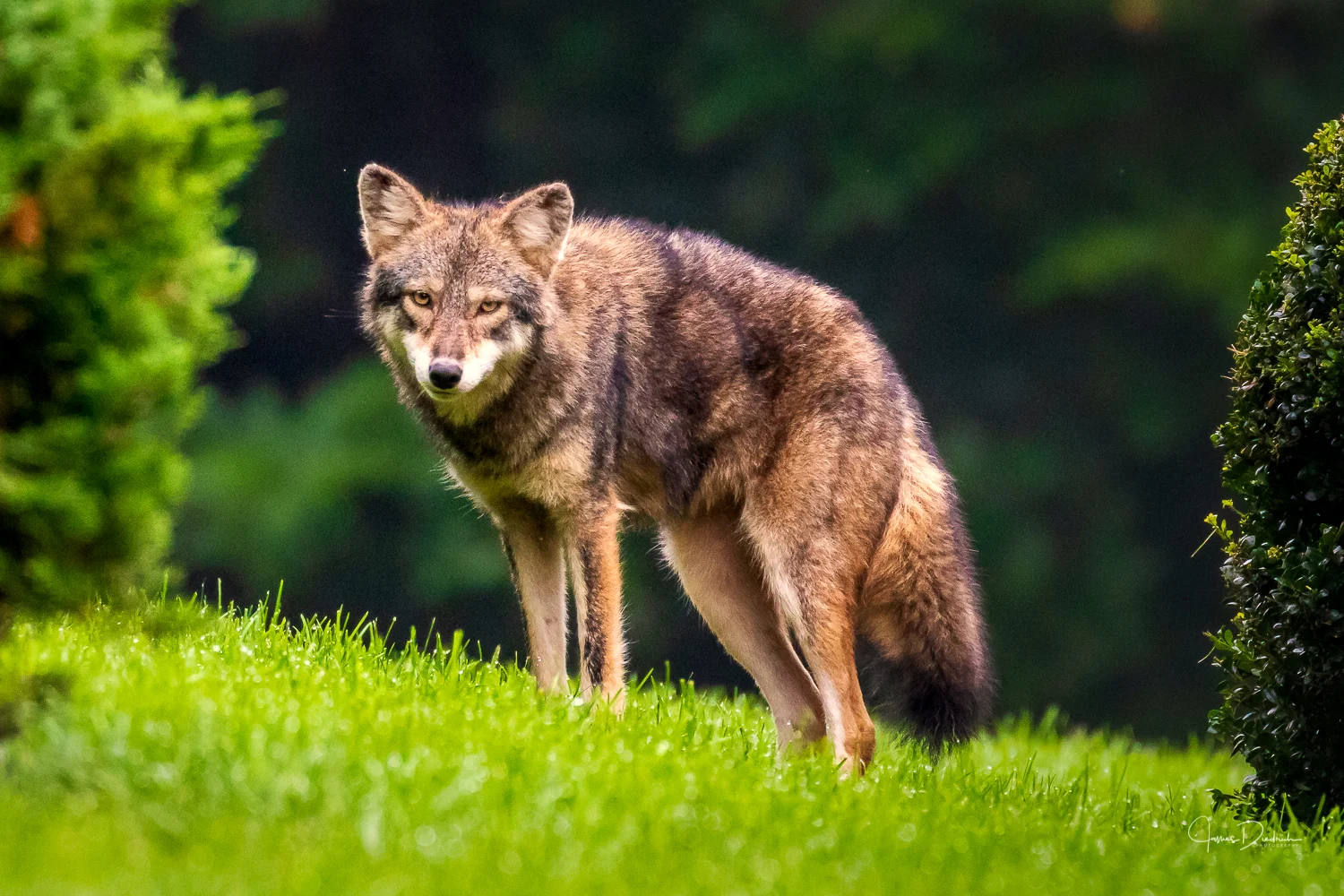 Coyote