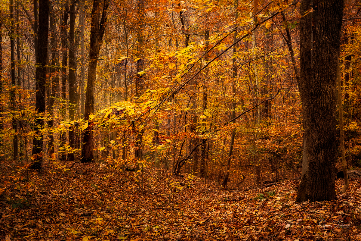 The last of the leaves.