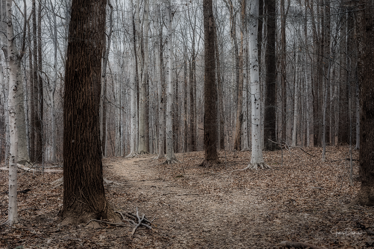 A winter trail in the woods near our house.