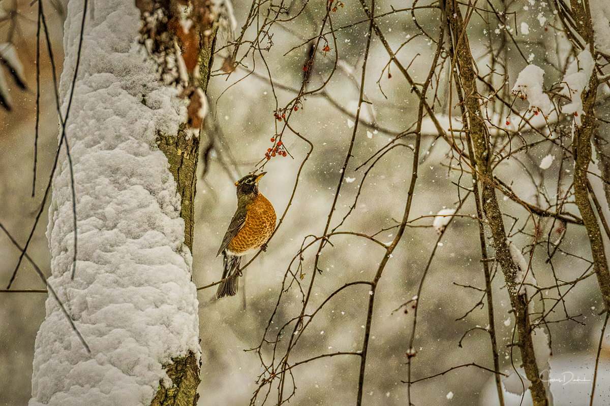 One of the remaining robins in our area eating a few of the berries still on the trees.