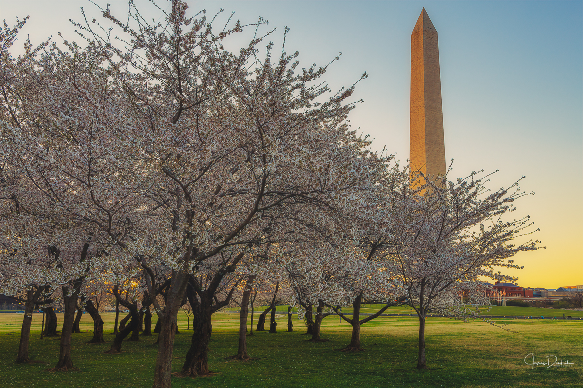 The sun rising on the National Mall.