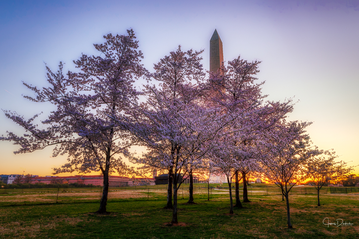Another view of the cherry blossoms.