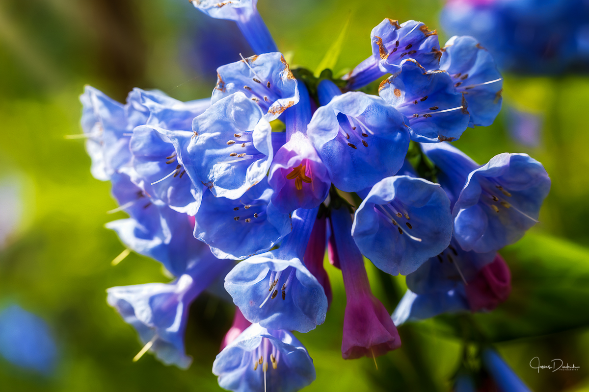 Bluebells at Riverbend Park here in Great Falls.