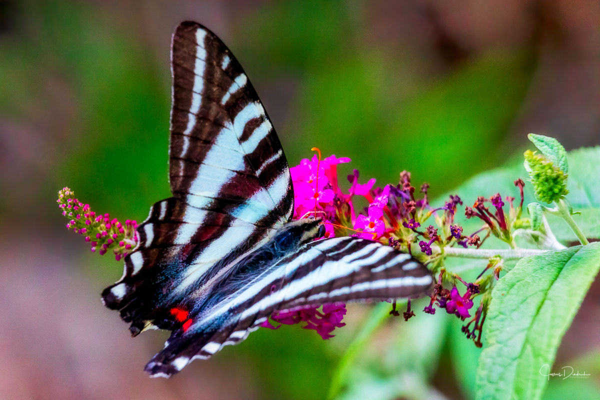 Zebra Swallowtail