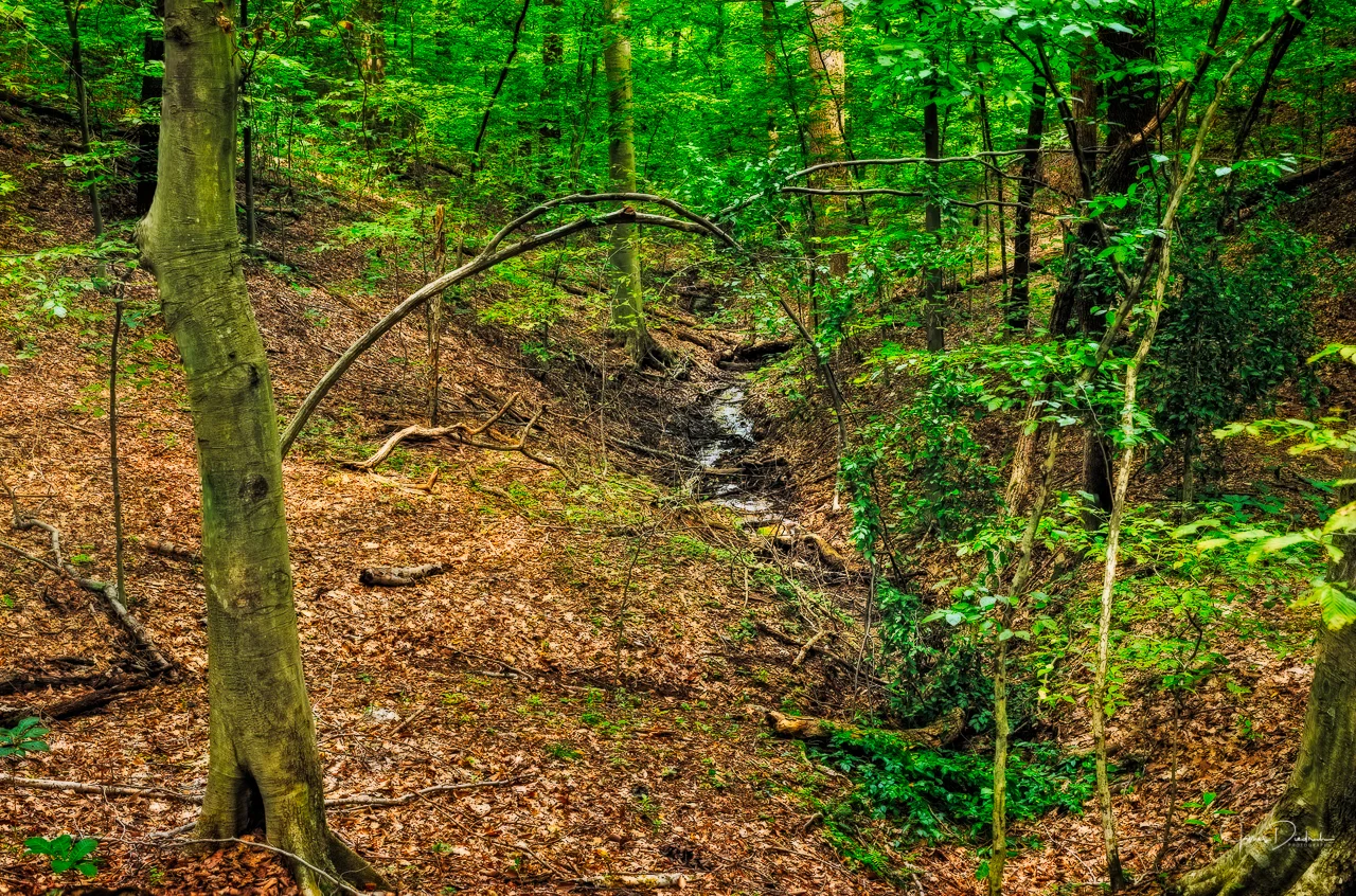 Here is a little stream flowing towards the Potomac River.