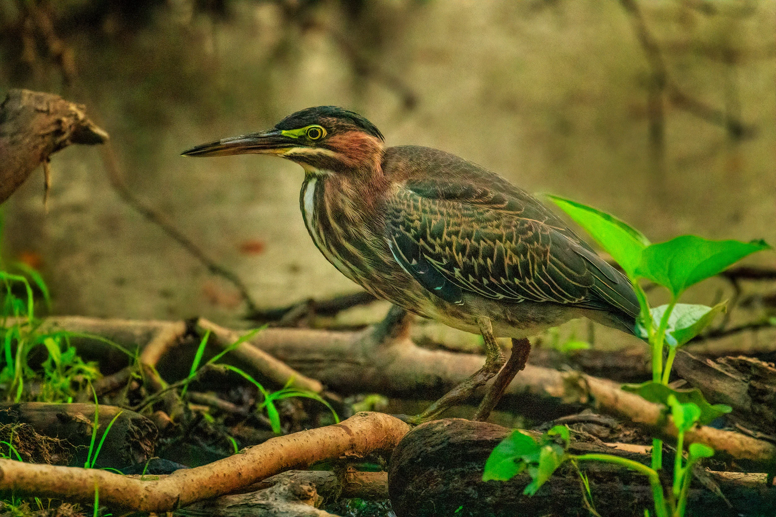 Green Heron