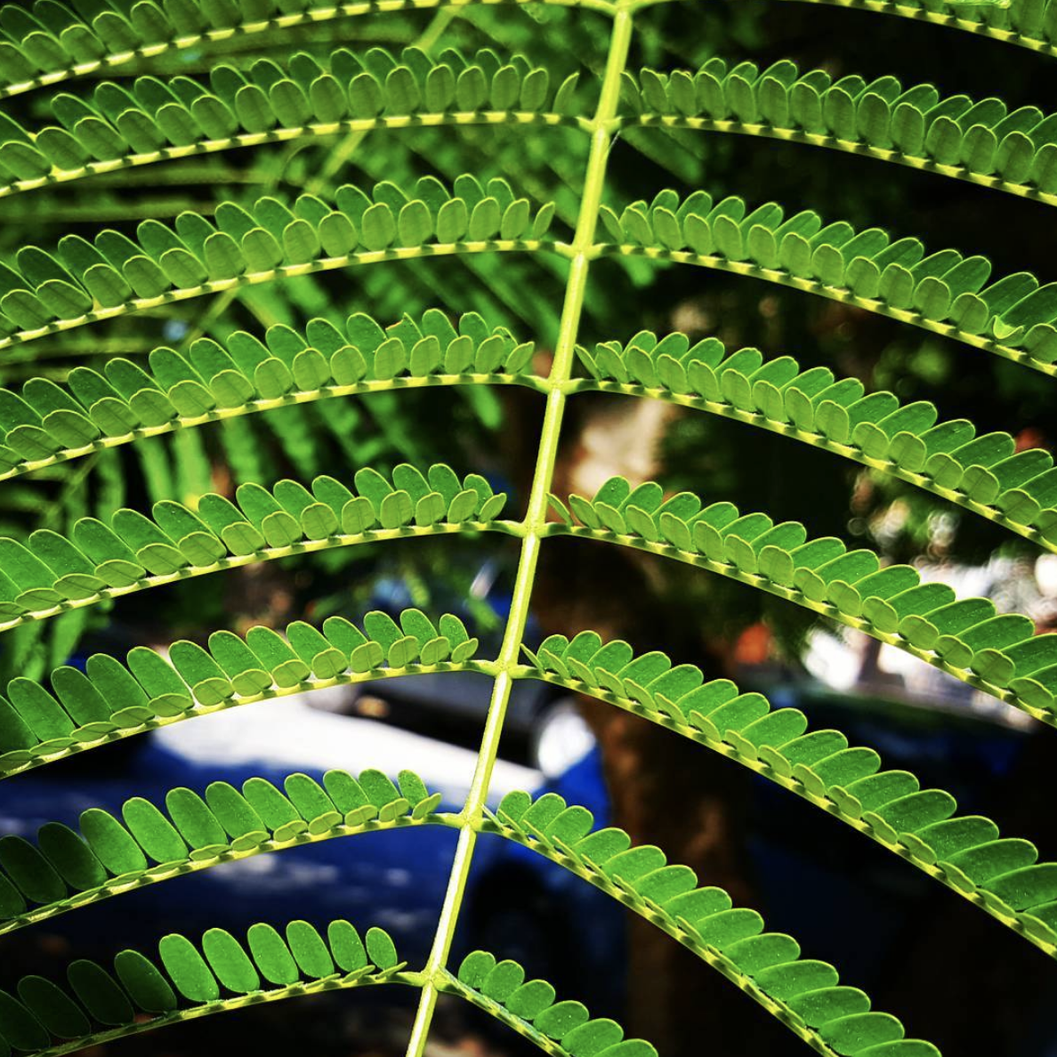 Screen Shot 2018-04-16 at 12.32.06 PM.png