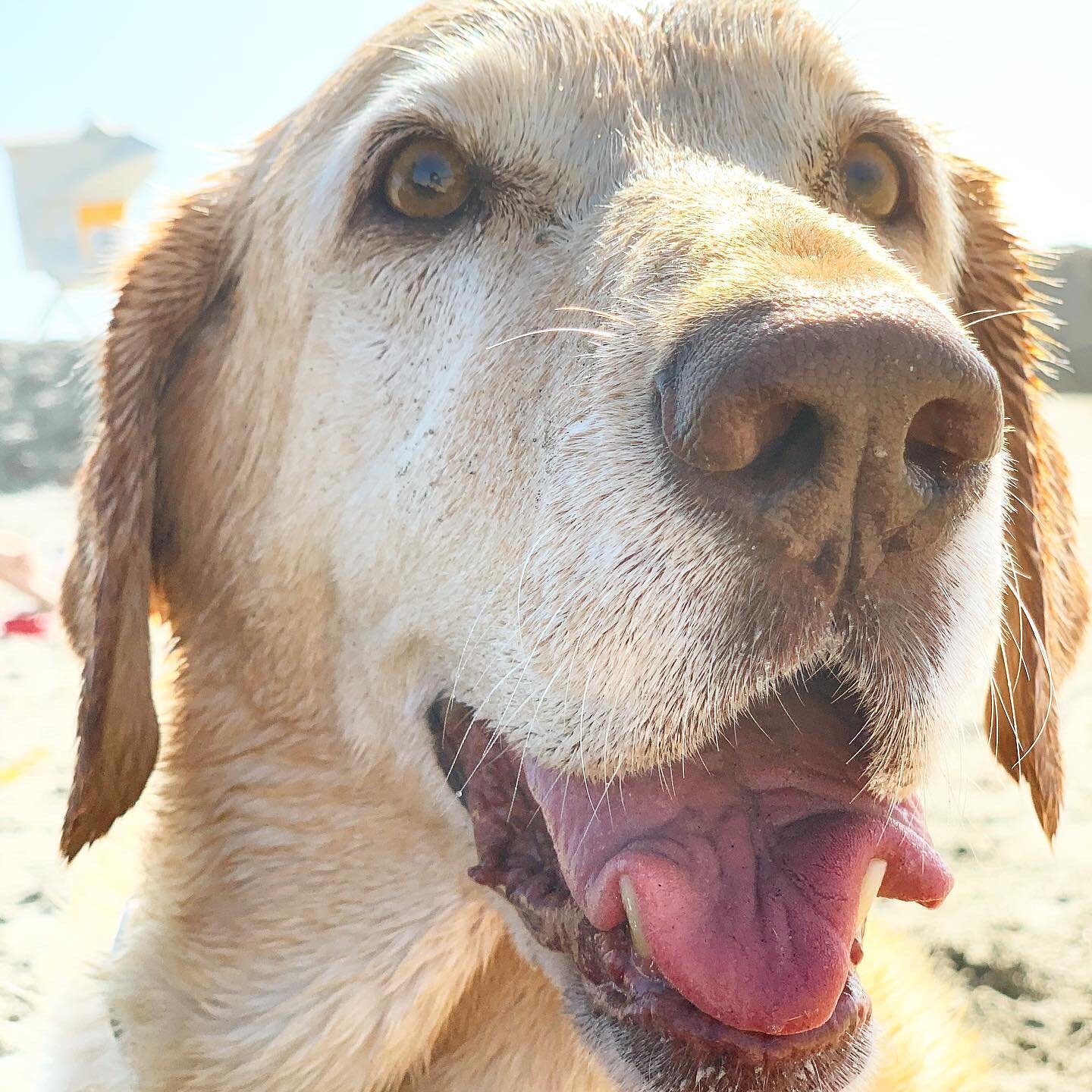 Our dogs are a huge part of our family, as you can tell! This here is Sugar and Henry, and they are our rescues that we adore with all our hearts . 
#dogsofinstagram #dogstagram #petsofinstagram #labsofinstagram #labsofinsta #autoglass #autoglassrepl