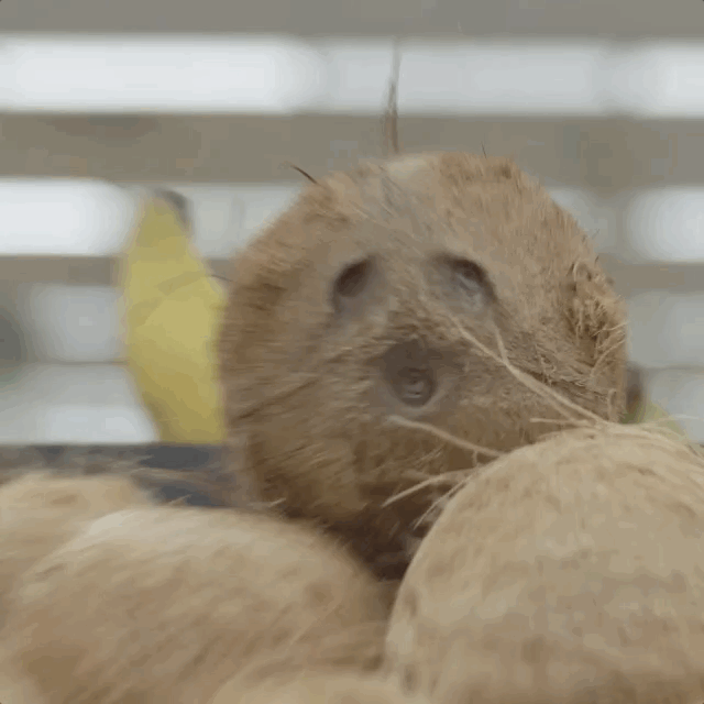 Dramatic_Coconut.gif