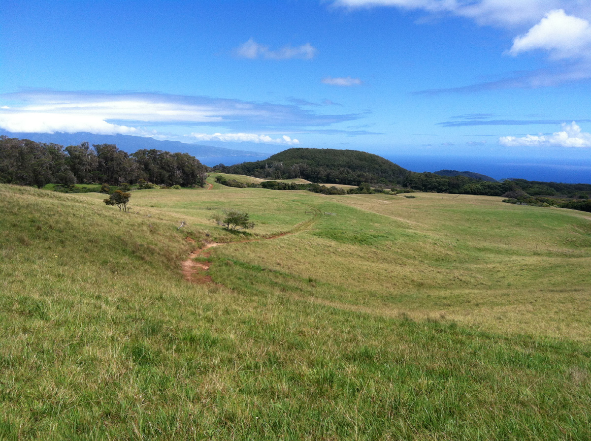 IMG_1316 pasture looking to puu ehu.jpg