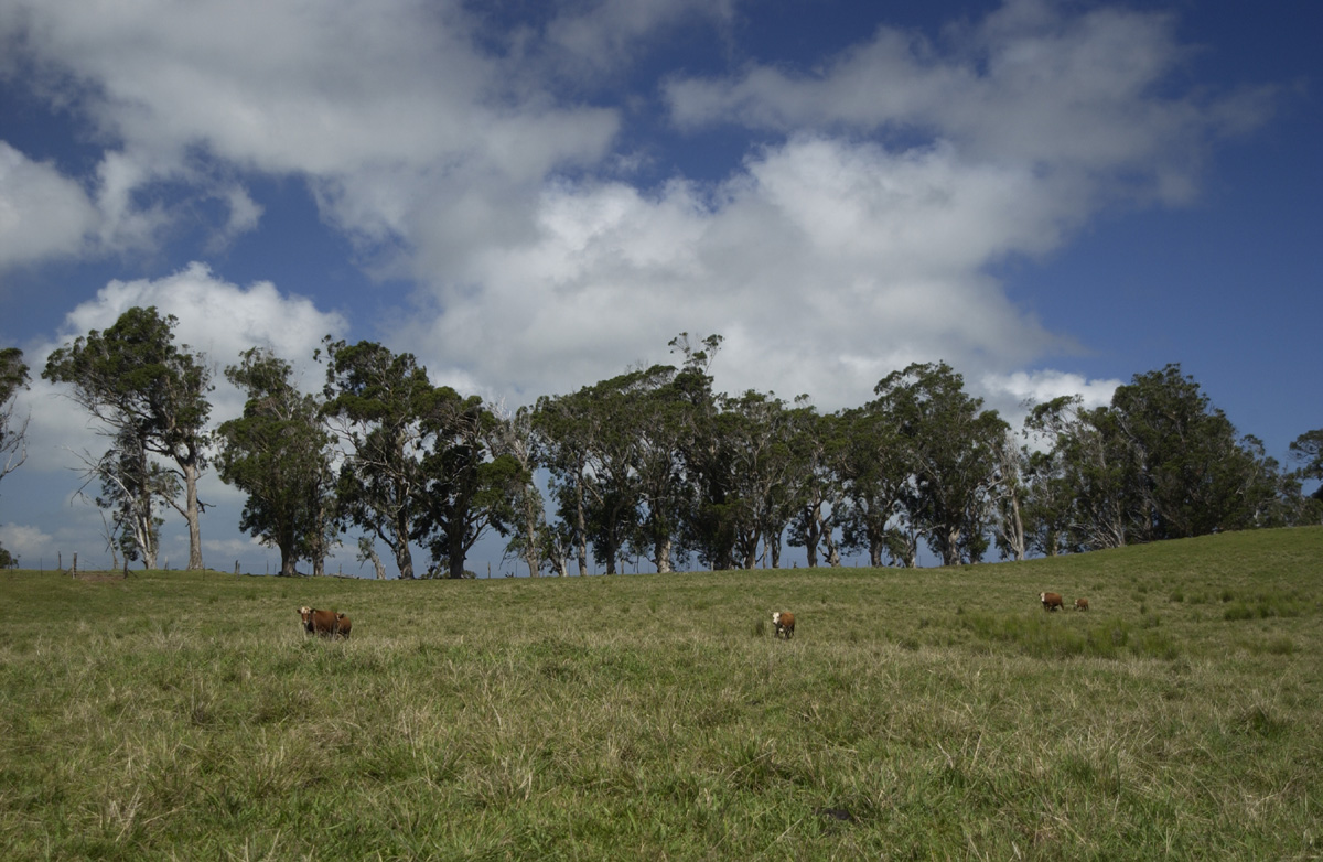 DSC_4529 east tree line pasture shot copy.jpg