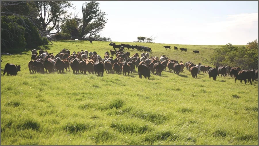 large cattle herd finished.jpg