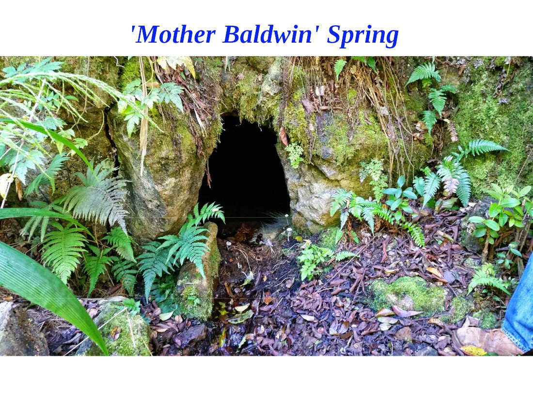 Mother Baldwin Spring  4-5-20.jpg