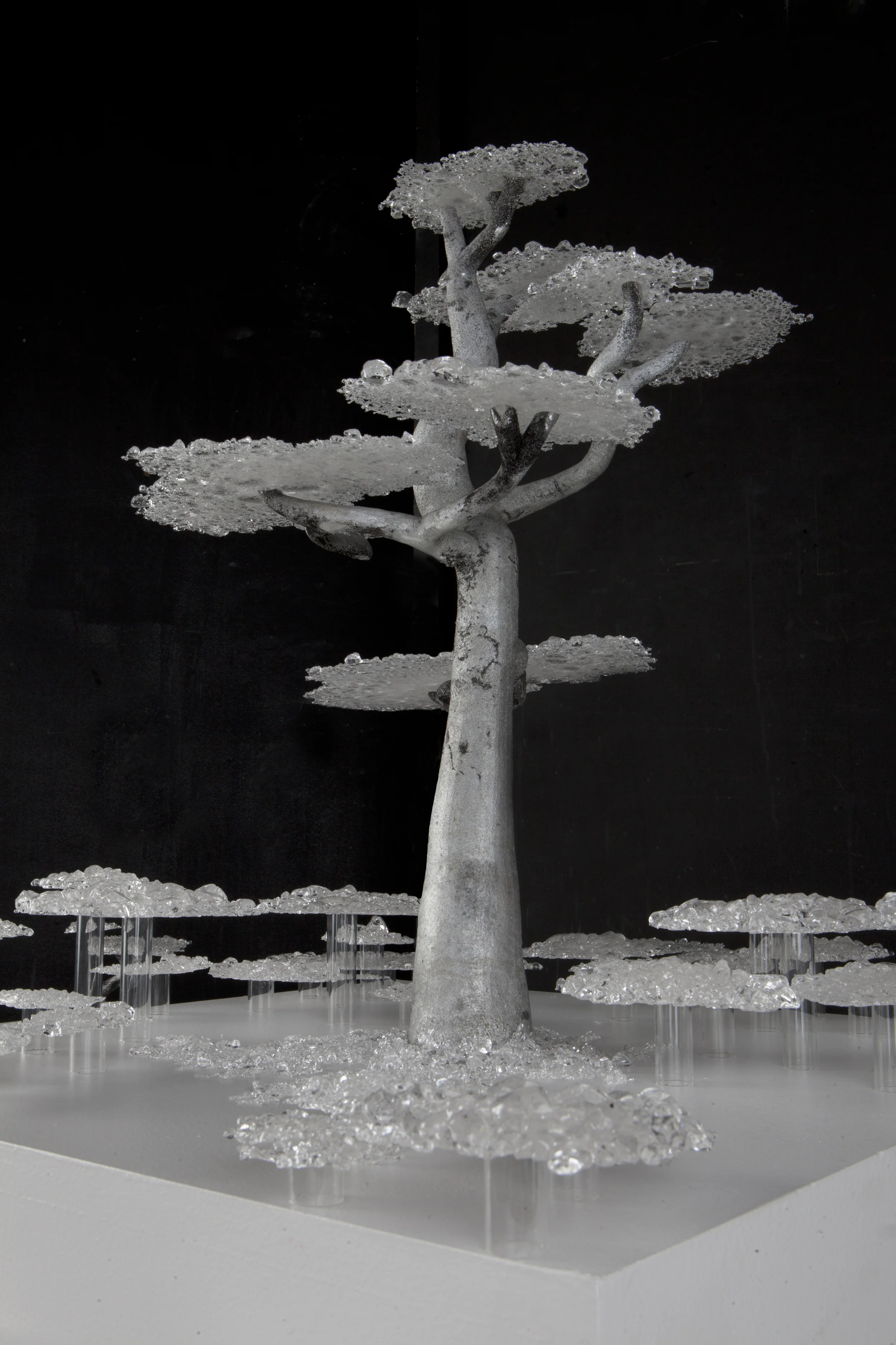 Lopez_TreeDetail2.jpg