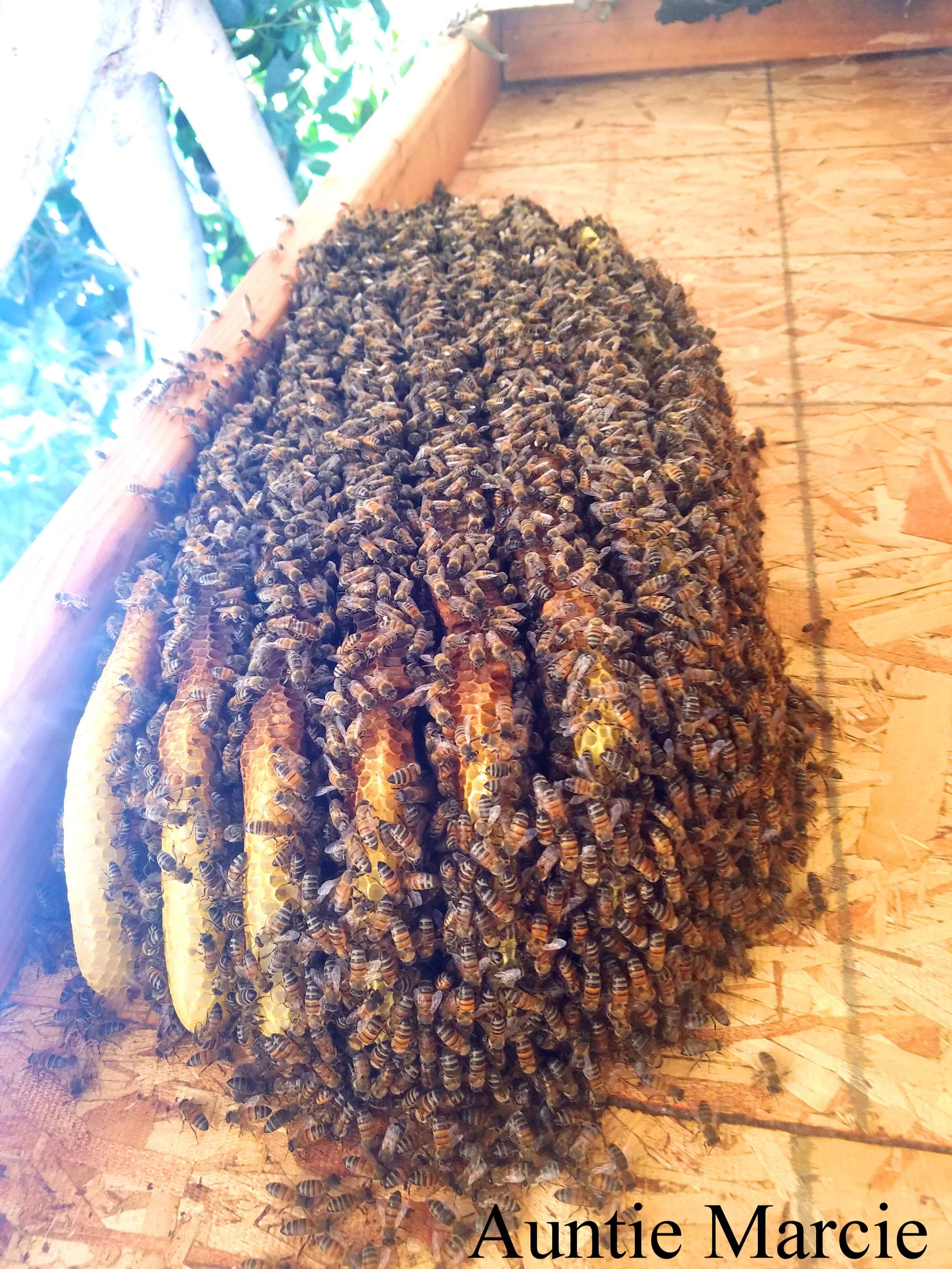 Honey and Bees Photo.jpg