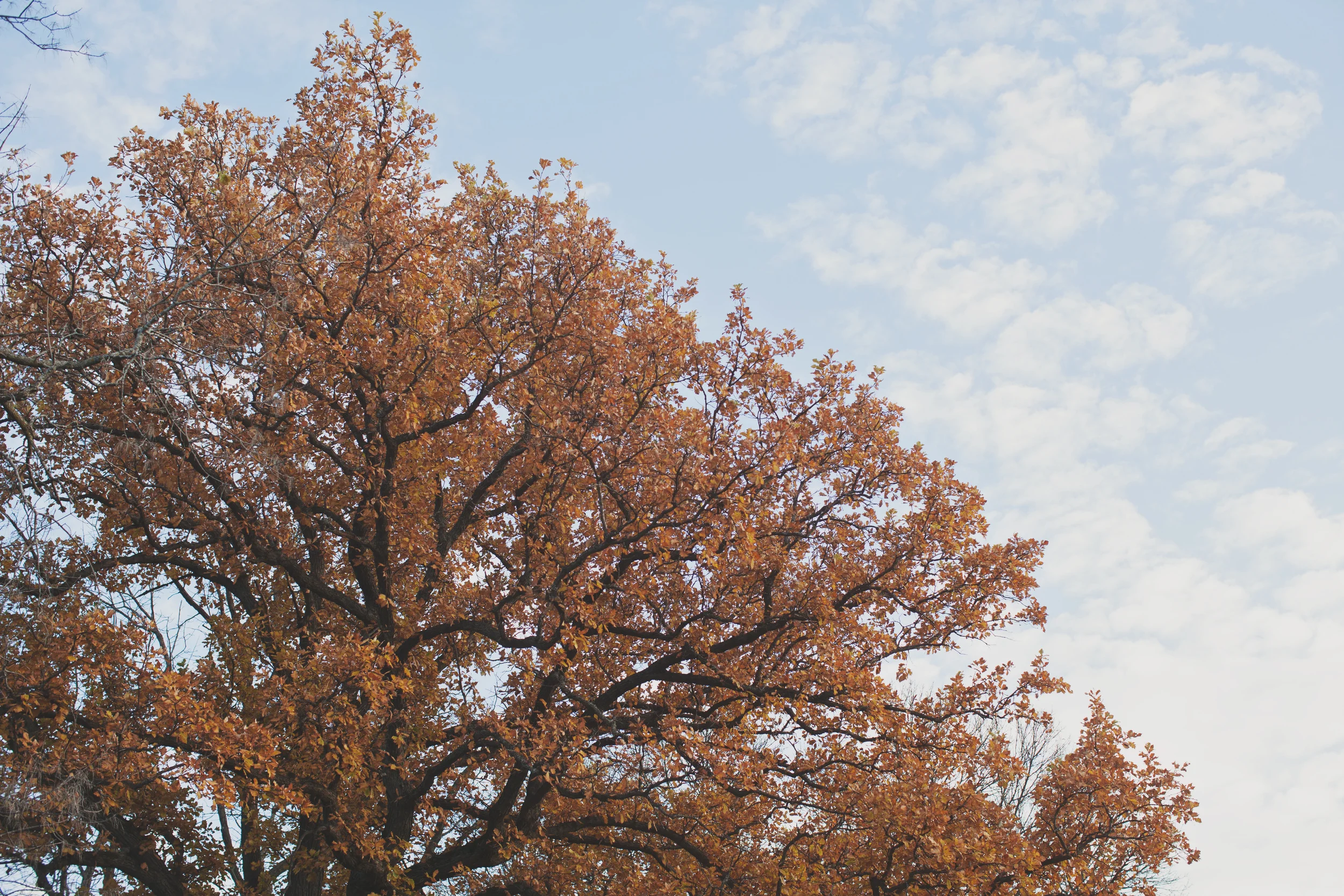 Todd, Ashley, Kyler & Luca > Wisconsin Fall Family Photography