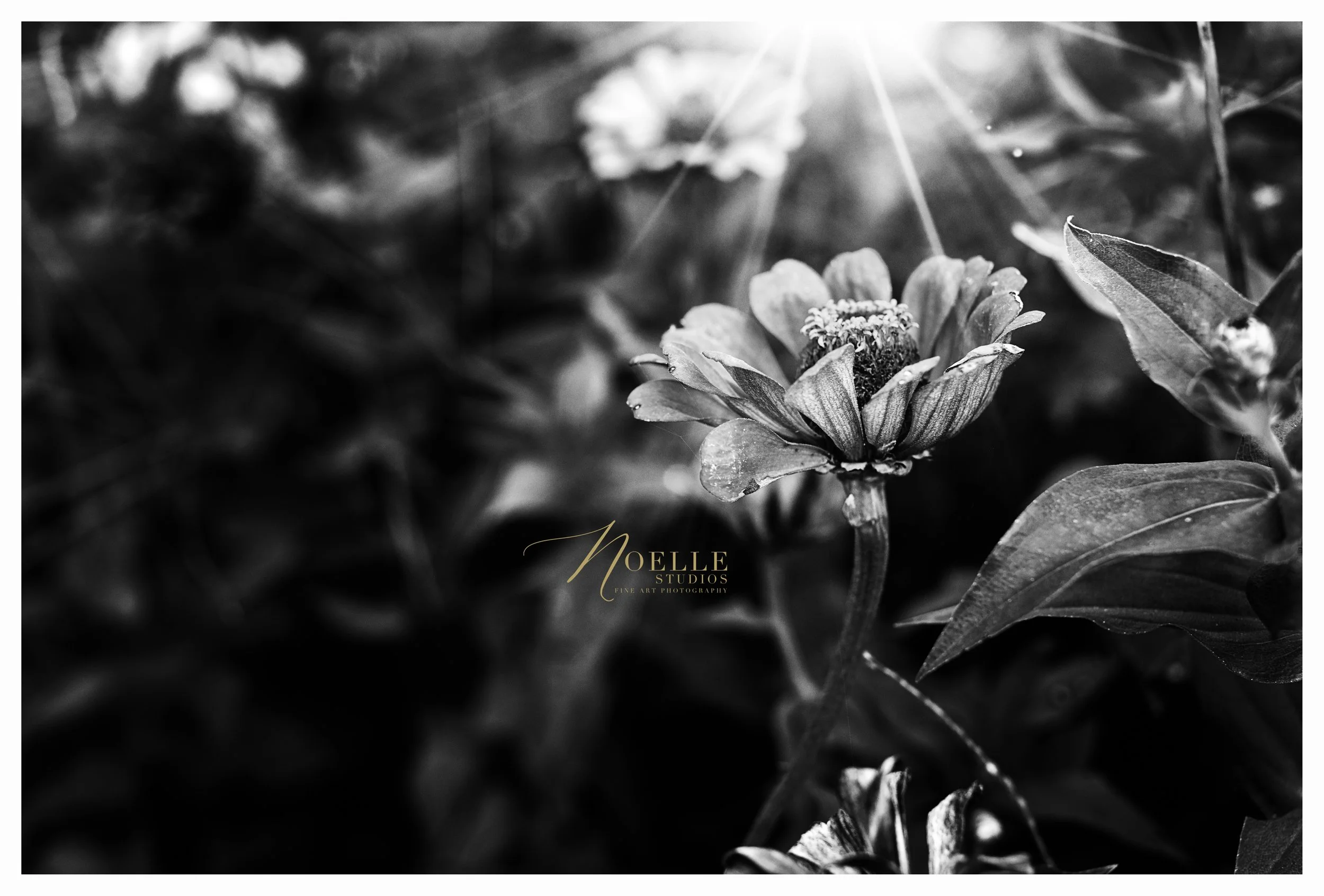 NSI_1829 BW.jpg