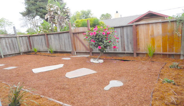 BEFORE: The backyard.