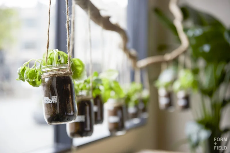 Ayesha Curry Homemade Pop-Up Shop Plant Detail