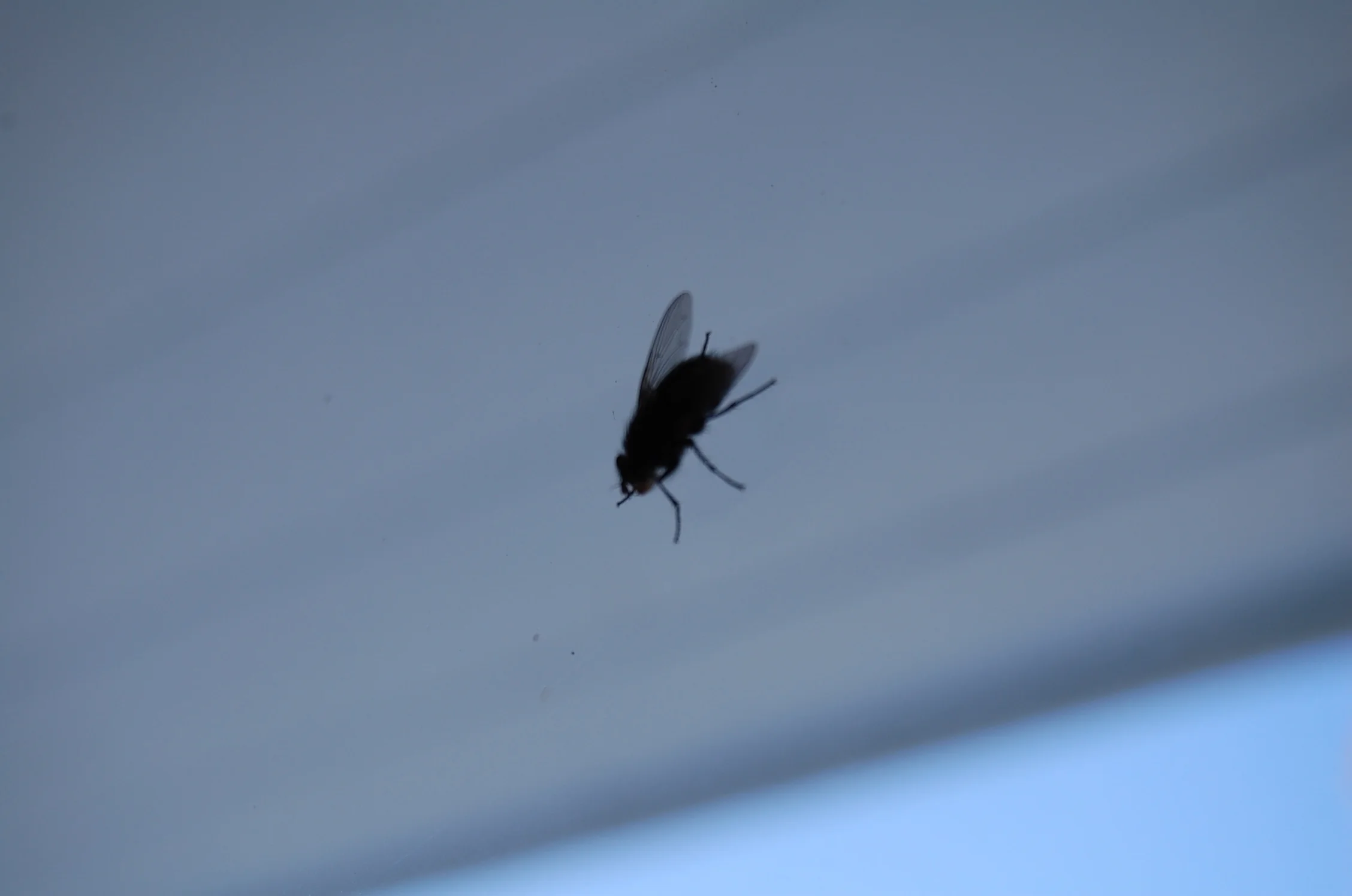 Buzz. 5075530659.jpg