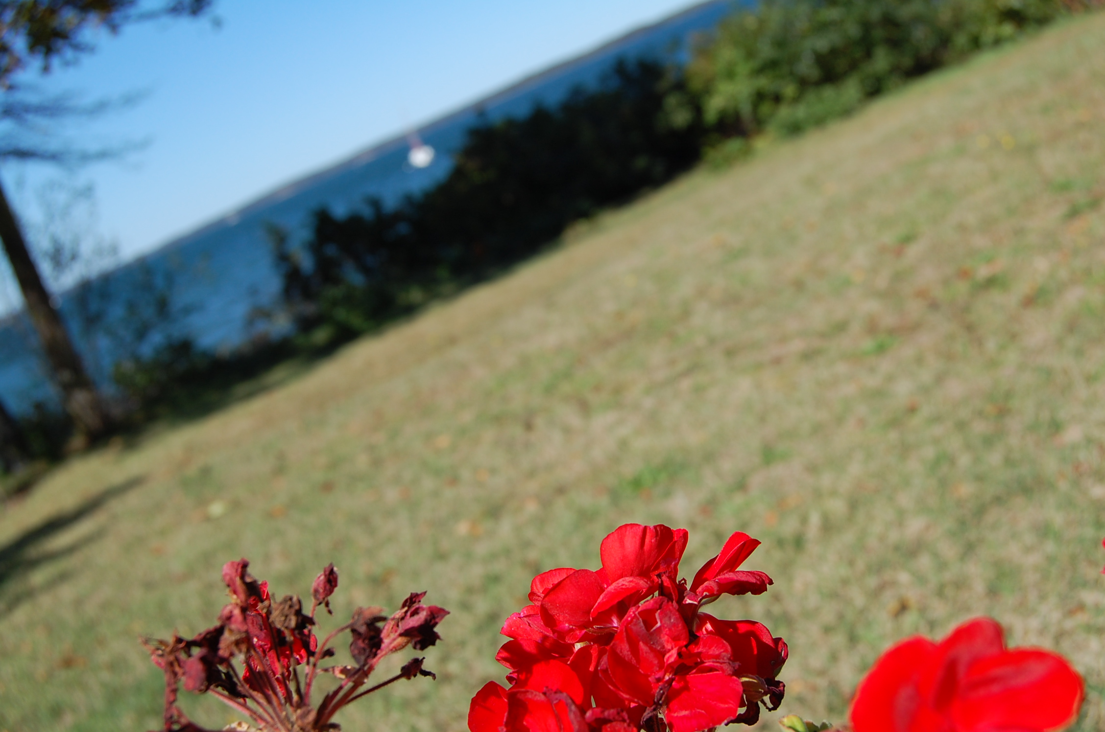 Red. 5075529091.jpg