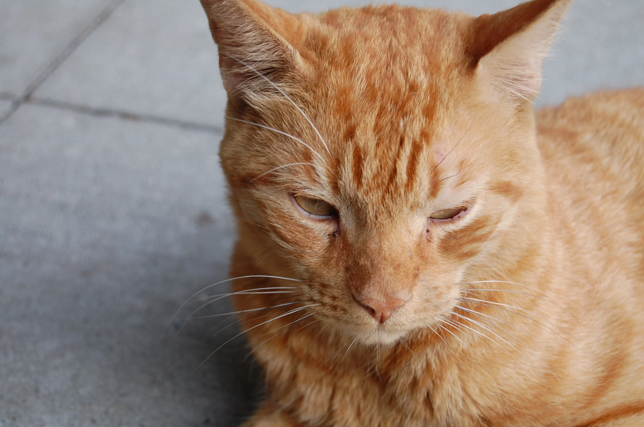 The Dying Cat. 6078225606.jpg