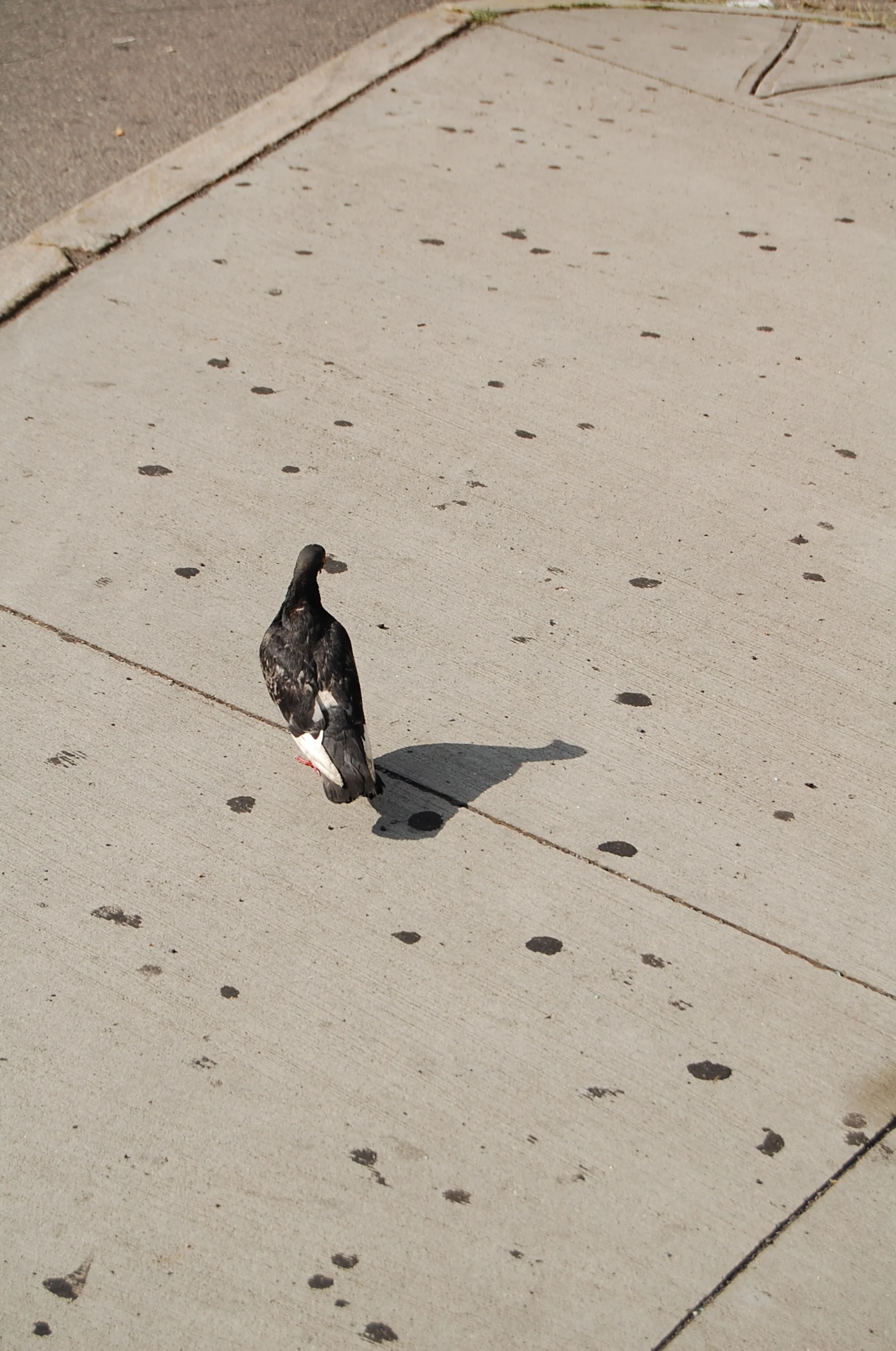 Pigeon. 4927106620.jpg