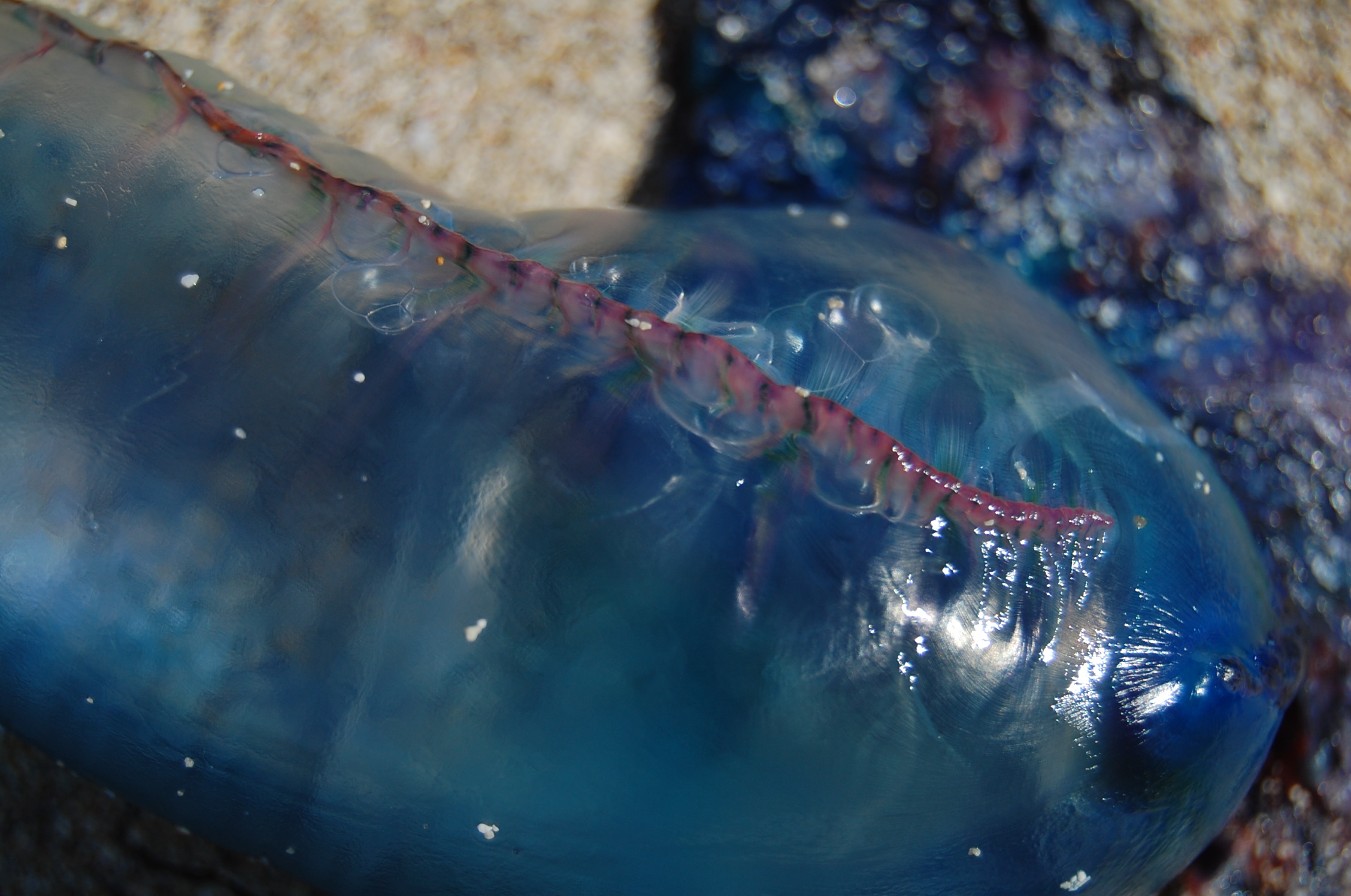 Blue Jelly. 5423477003.jpg