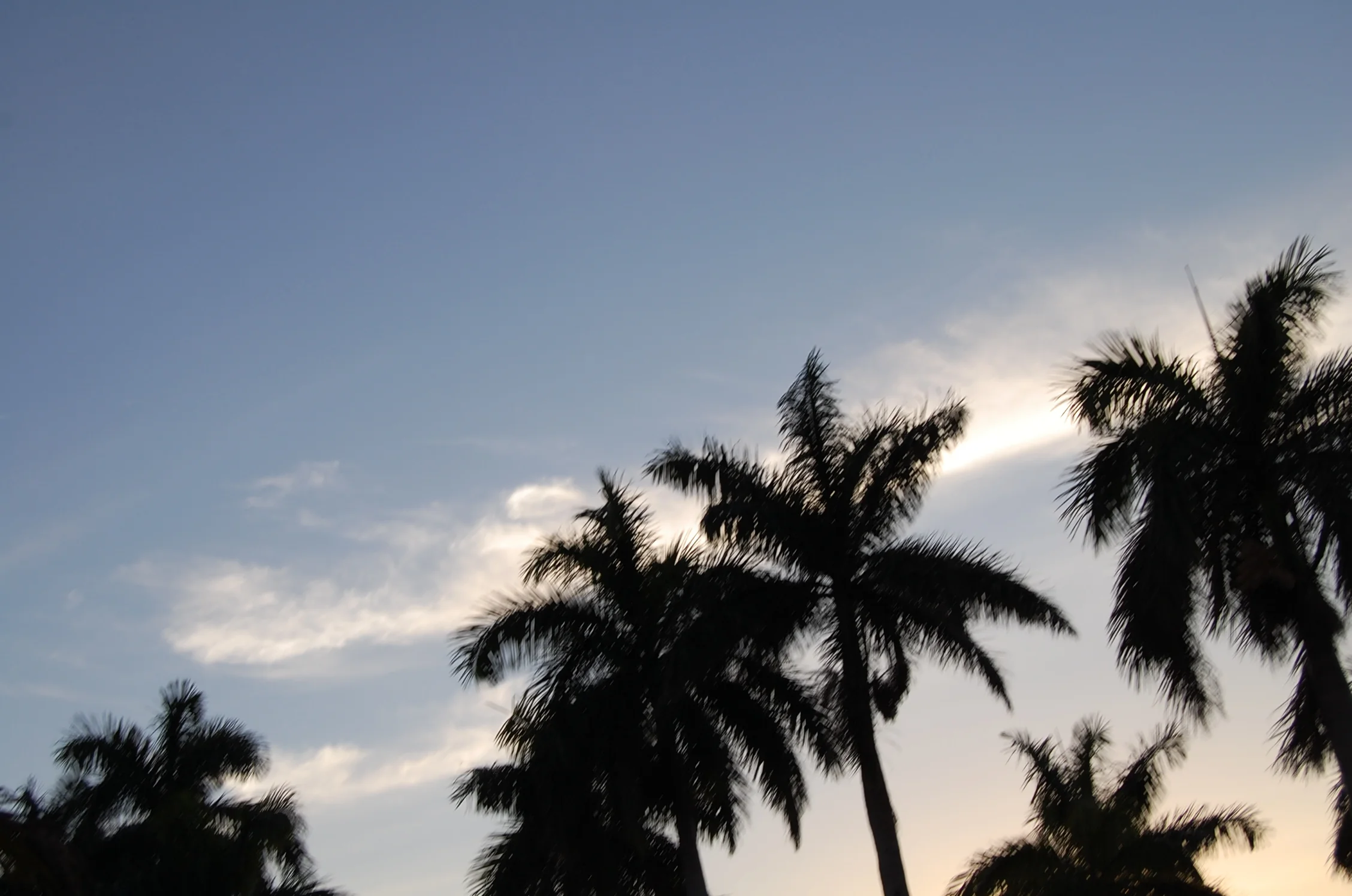 Palm. 5424068114.jpg