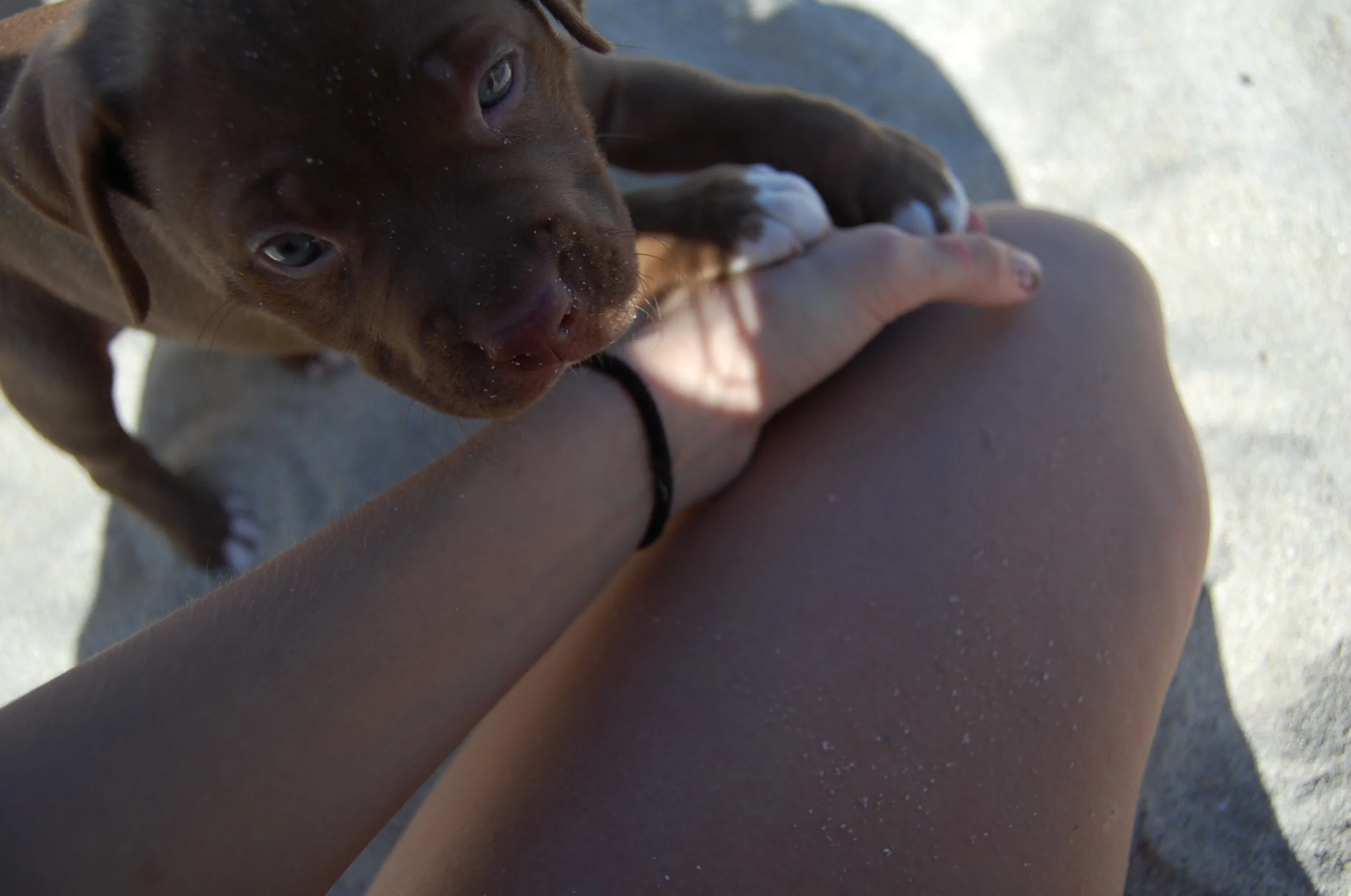 Sheba. 5442725169.jpg