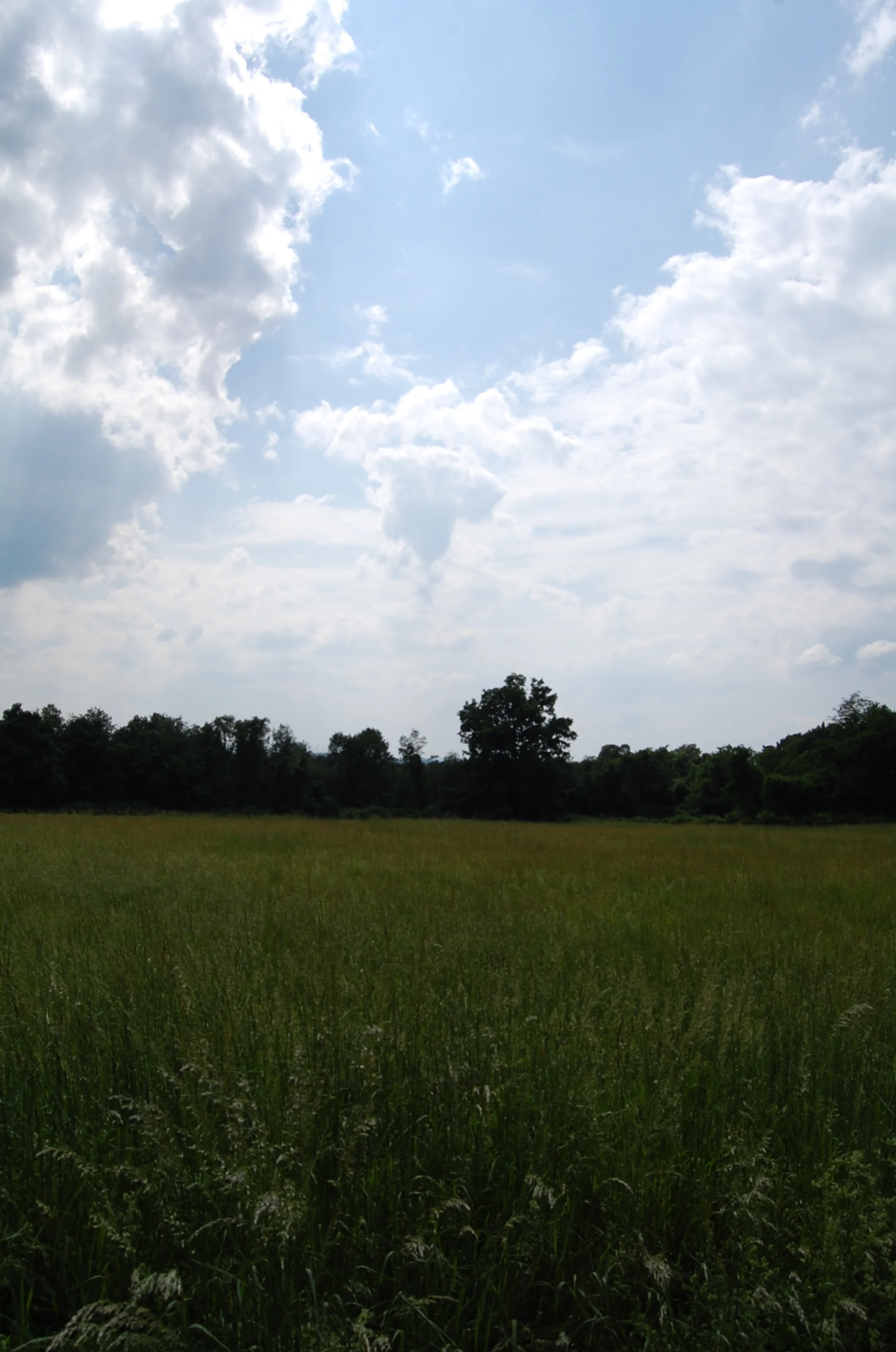 Bowl. 5166994842.jpg