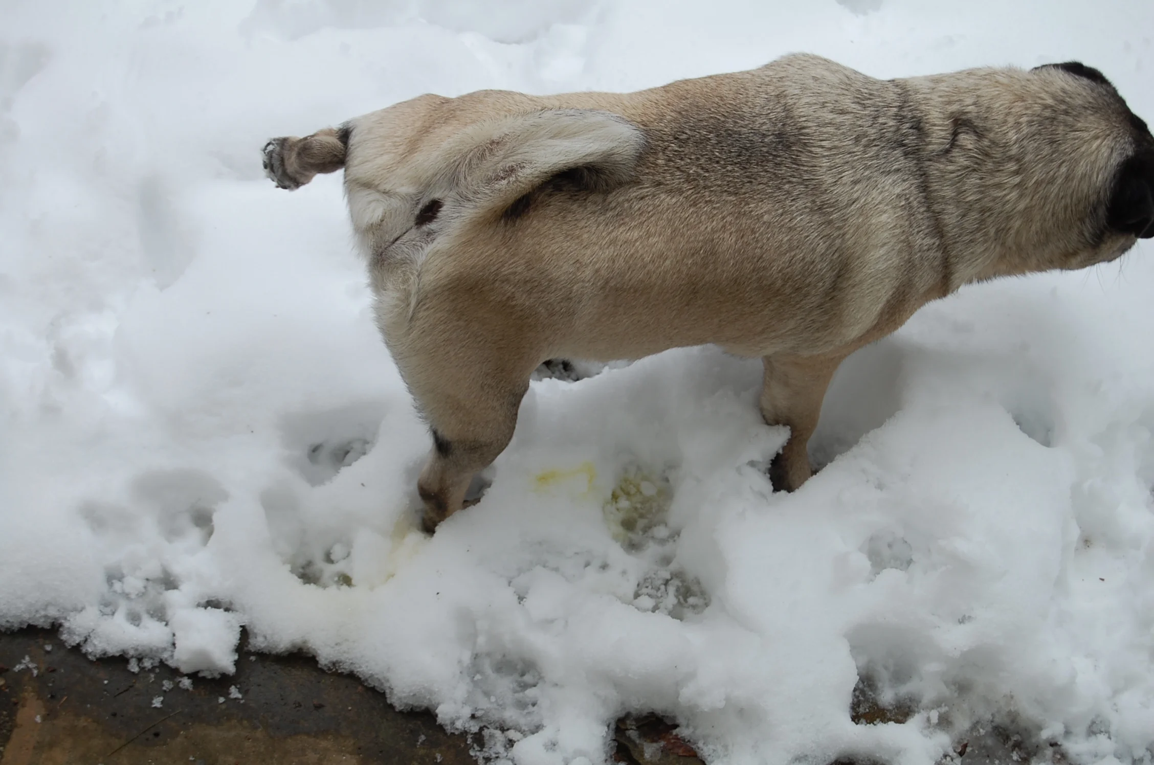Never eat yellow snow. 4926553277.jpg