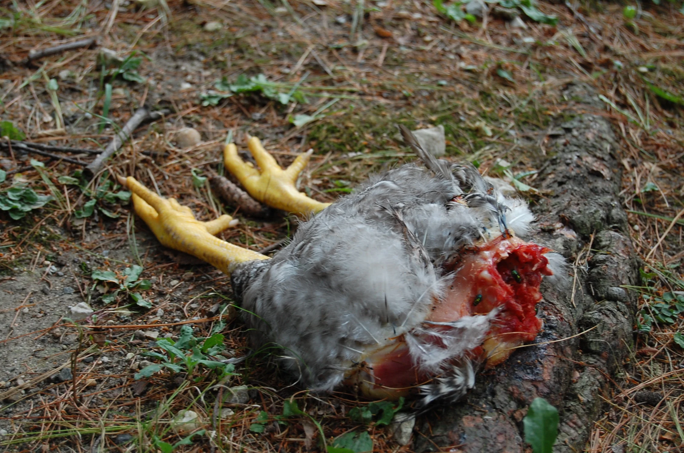 Off With Her Head. 5187218005.jpg