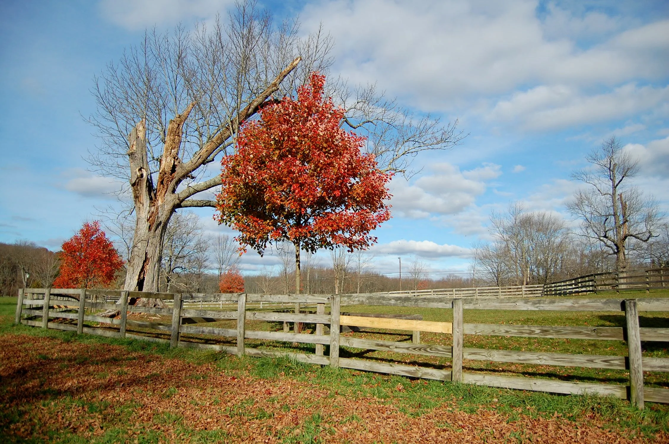 Red and Blue. 5187785310.jpg