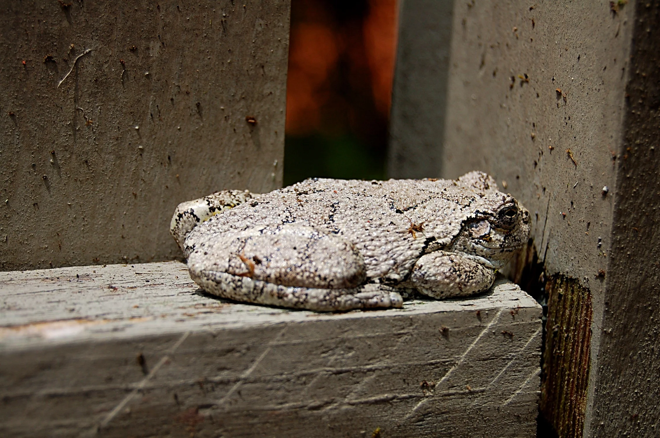 The frog on the fence. 5772750264.jpg