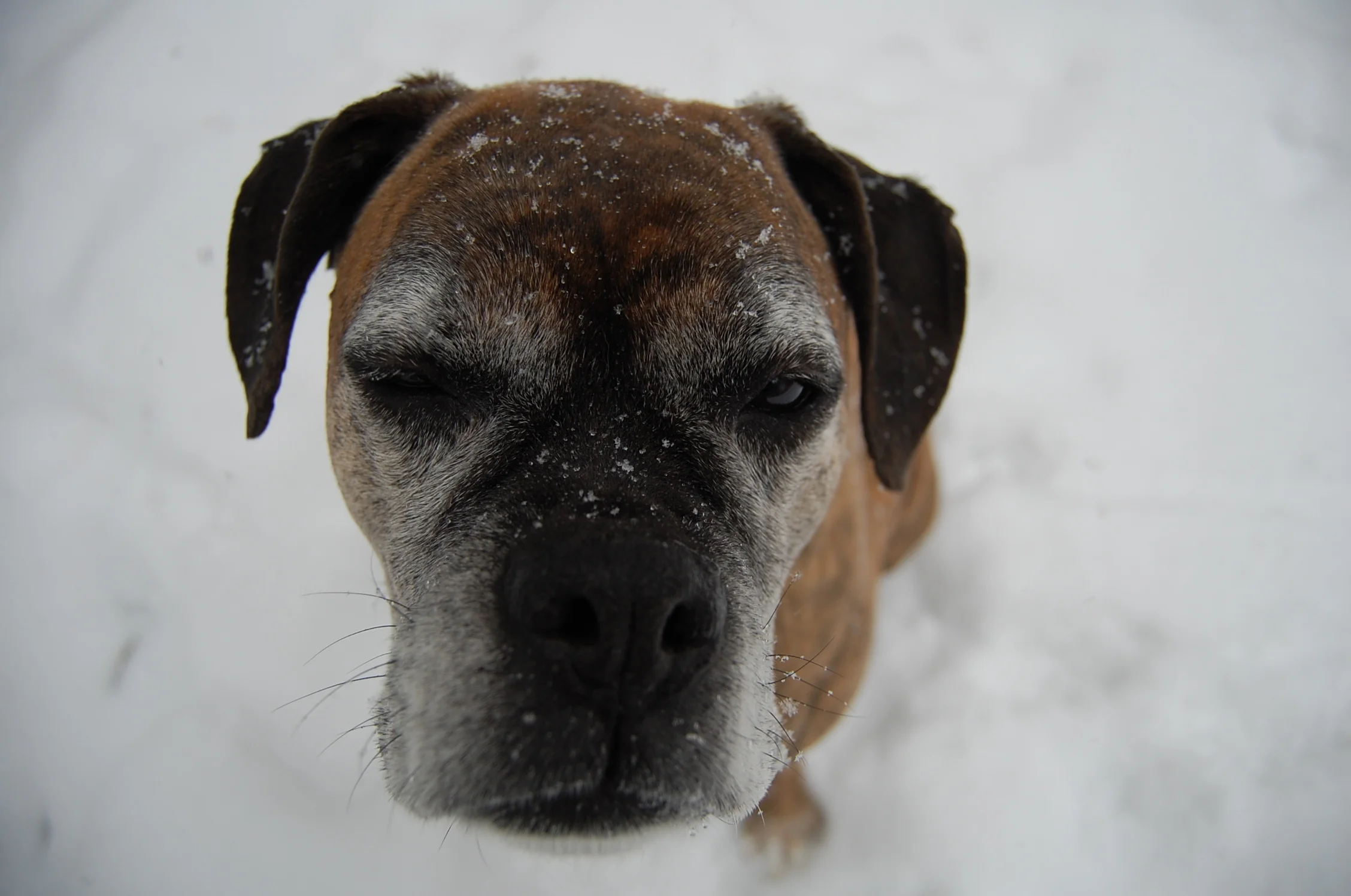 THEdog. 5334145747.jpg