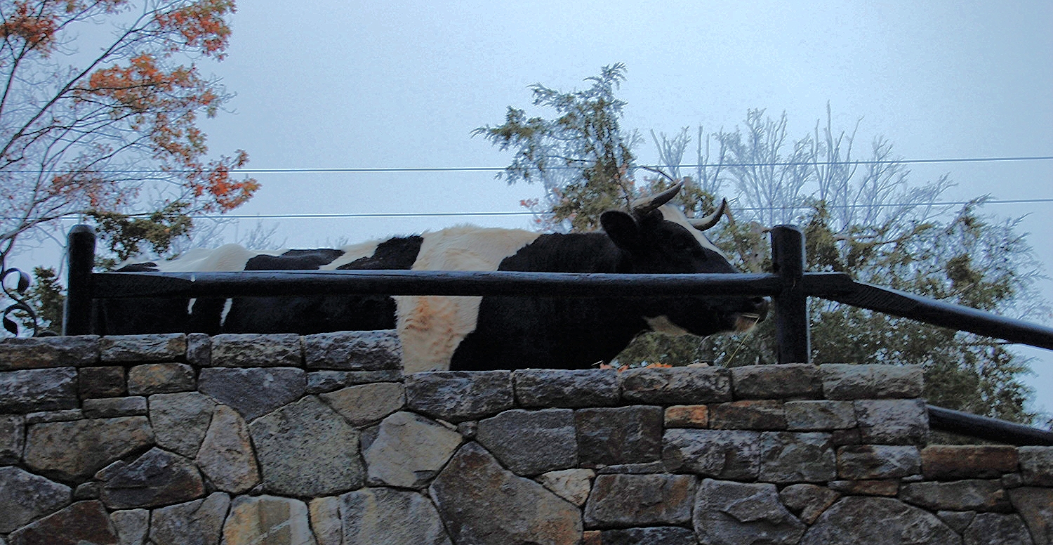 Moo. 5119371850.jpg