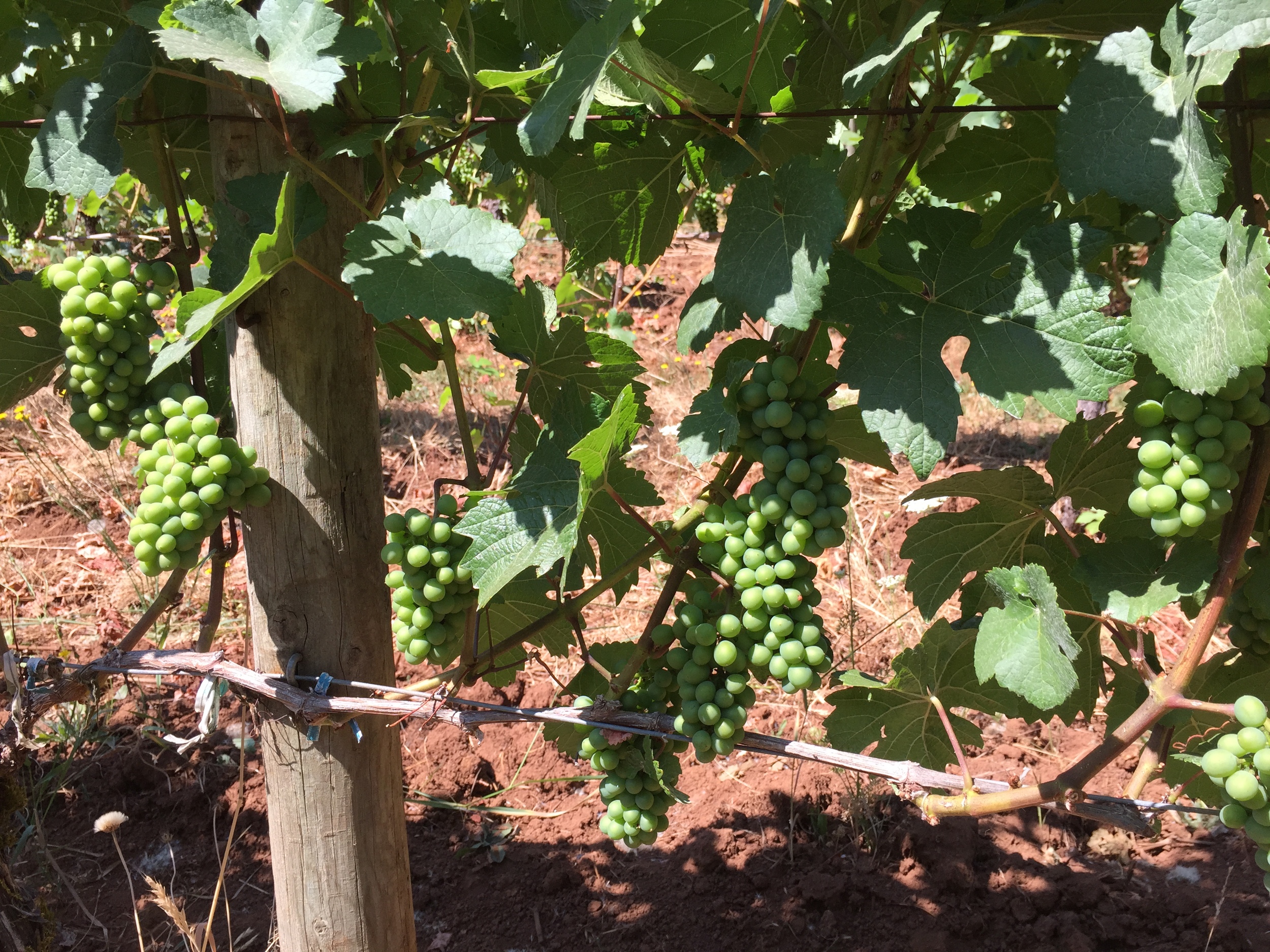 Oregon Pinot holding up nicely in the heat - July '15