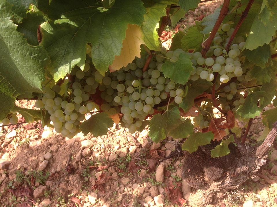 Chardonnay at Buisson-Charles in Meursault, getting close...