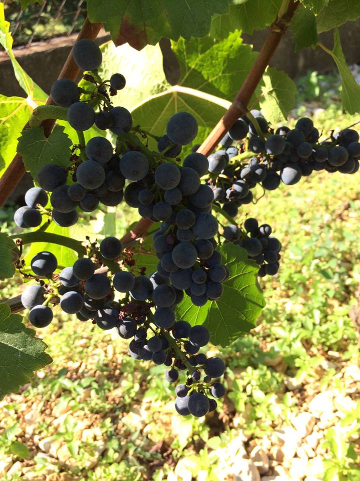 Gevrey-Chambertin, ripe for the picking at Domaine Marc Roy...