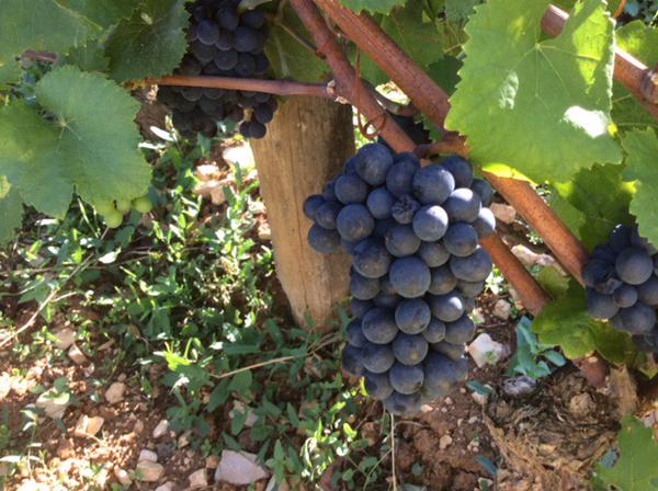 2015 Richebourg, on the vine at Domaine A-F Gros...