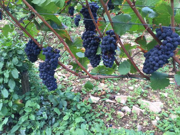 Vosne-Romanée Aux Réas, just days away at Dom. A-F Gros