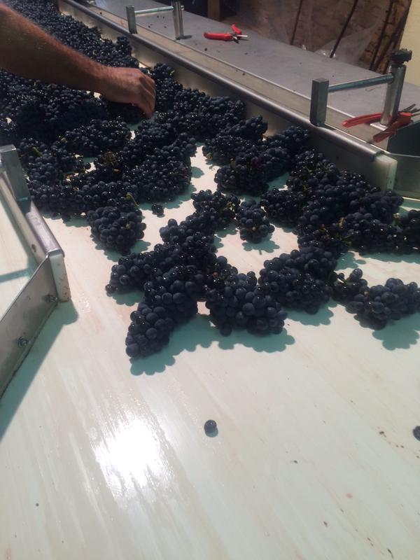 Richebourg on the sorting line at Domaine A-F Gros