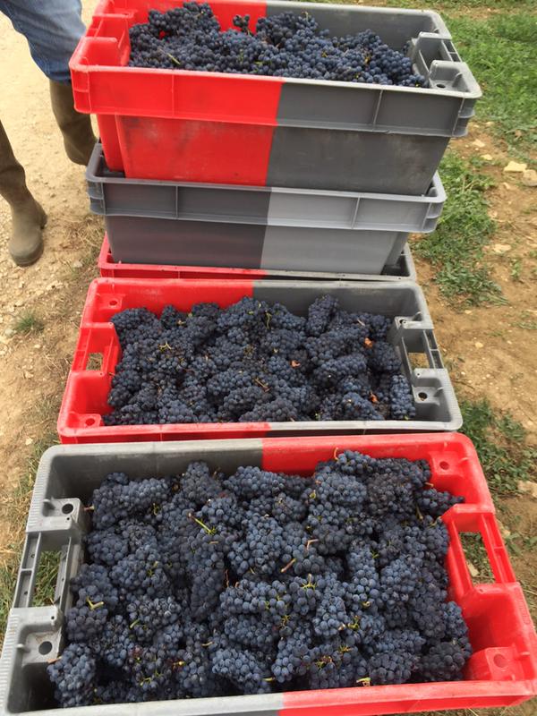 Beautiful Pinot in Volnay Fremiets at Domaine Huber-Verdereau