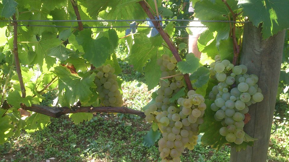 Meursault Vieilles Vignes looking good at Buisson-Charles