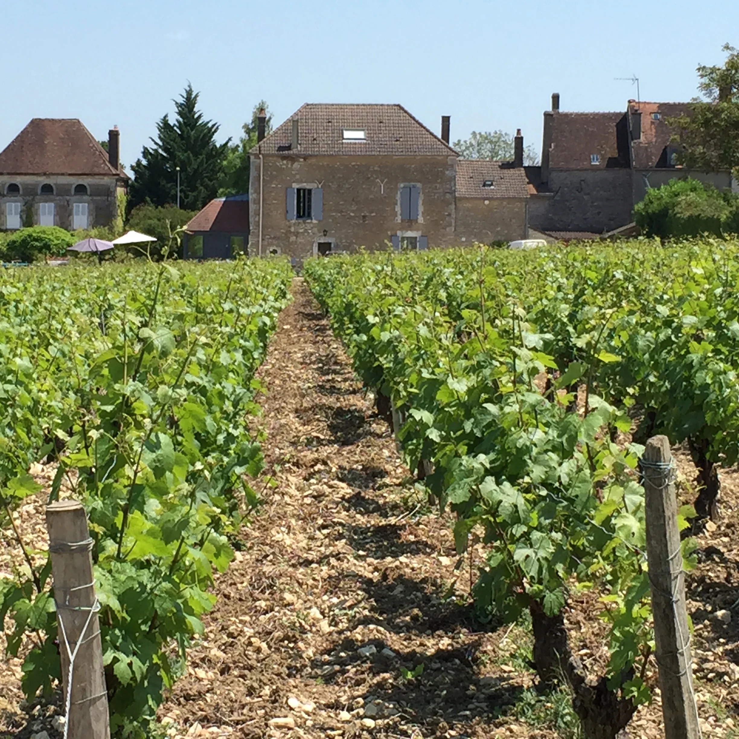 Vines in front of Domaine Gueguen, in the Chablisen village of Préhy