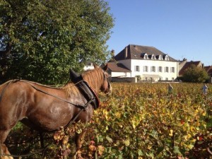 Thiébault's prized monopole , the Clos du Colombier