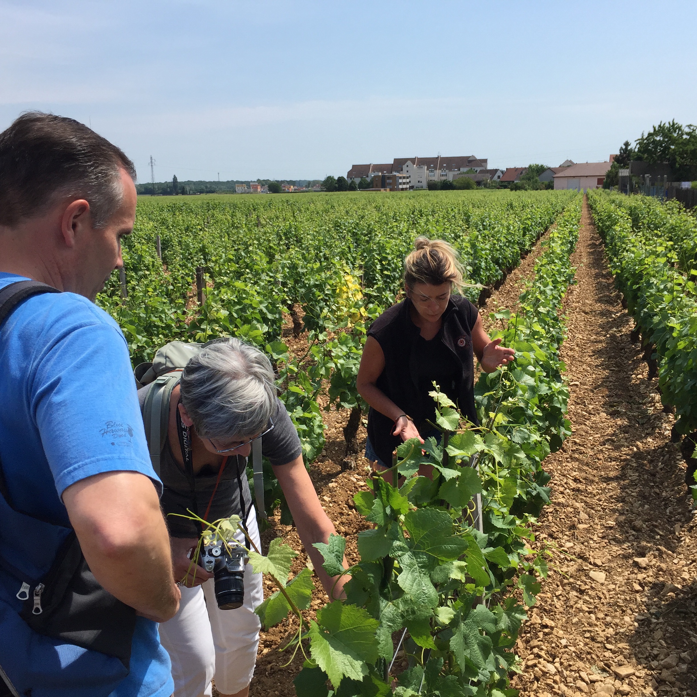 In the vineyard with Alexandrine in Gevrey