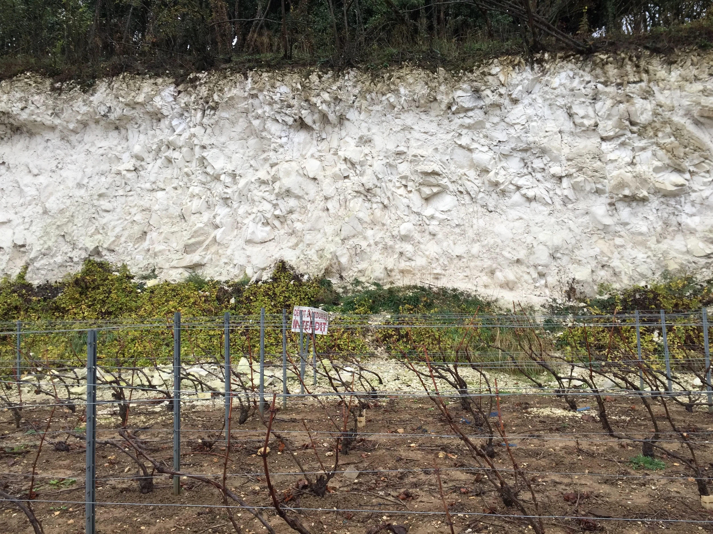 Champagne terroir exposed - an inch of topsoil, and then nothing but chalk on the hillsides of Hautvillers