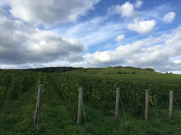 Farming for quality in Champagne - what a concept!